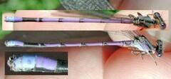 Argia fumipennis