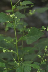 Salpianthus purpurascens