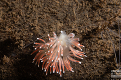 Carronella pellucida