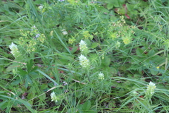 Melampyrum argyrocomum