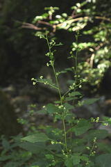 Salpianthus purpurascens