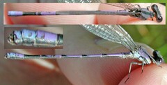 Argia fumipennis