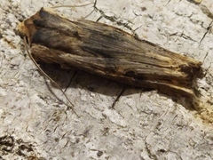 Xylena exsoleta