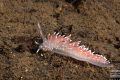 Carronella pellucida