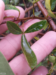 Searsia laevigata laevigata