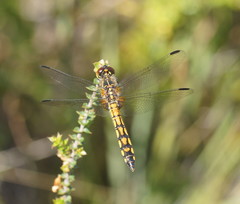 Austrothemis nigrescens