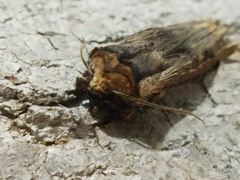 Xylena exsoleta