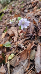 Hepatica