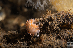 Coryphella borealis