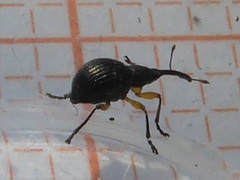 Protapion trifolii