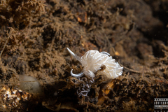 Favorinus blianus