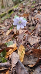 Hepatica