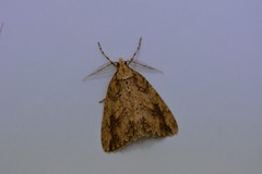 Pseudocoremia rudisata