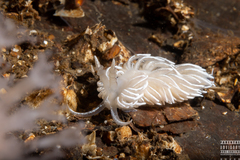 Favorinus blianus
