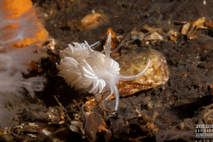 Favorinus blianus