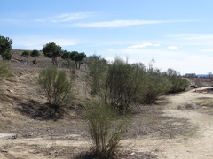 Retama sphaerocarpa