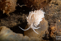 Favorinus blianus
