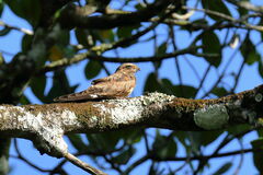 Chordeiles acutipennis