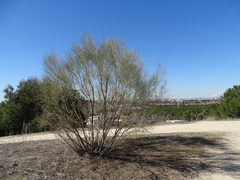 Retama sphaerocarpa