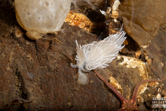 Favorinus blianus
