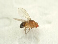 Drosophila melanogaster