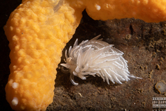 Favorinus blianus