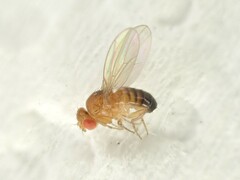 Drosophila melanogaster