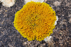 Xanthoria aureola