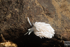 Favorinus blianus