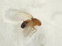Drosophila melanogaster