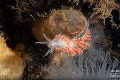 Coryphella