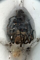 Palystes superciliosus