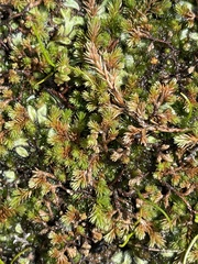 Selaginella cinerascens