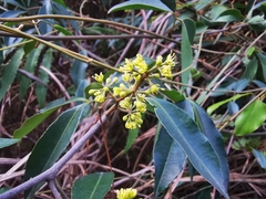 Zanthoxylum asiaticum