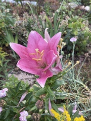 Lilium candidum