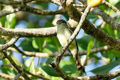 Pachyramphus polychopterus