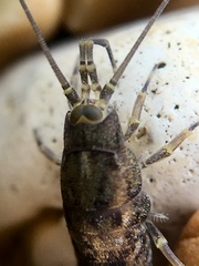 Petrobius maritimus
