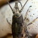 Petrobius - Photo (c) Paul Cook, some rights reserved (CC BY-NC-ND), uploaded by Paul Cook
