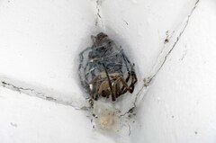 Palystes superciliosus