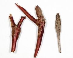 Neolasioptera cornicola