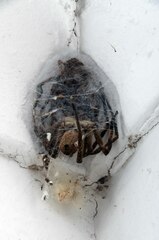 Palystes superciliosus