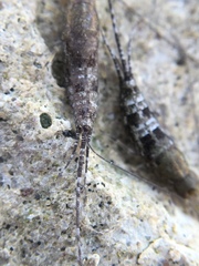 Petrobius maritimus