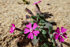 Silene littorea