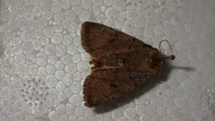 Protolampra sobrina
