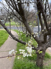 Prunus mume