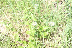 Clematis integrifolia