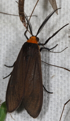 Cisseps fulvicollis