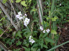 Cardamine nuttallii