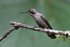 Colibri delphinae