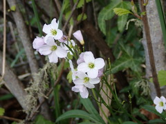 Cardamine nuttallii